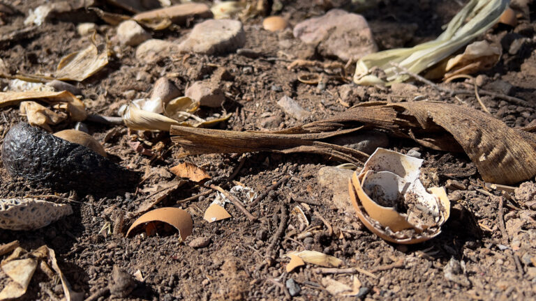 The Beginner’s Guide to Composting in Santa Fe